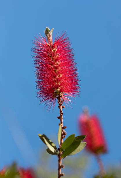 istock Crimson bottlebrush red flower in spring 1279967048