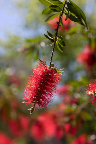 istock Crimson bottlebrush red flower in spring 1279967200