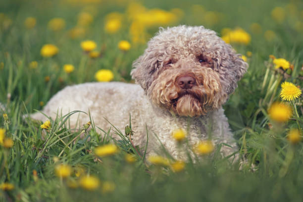 Brown roan Lagotto Romagnolo dog posing outdoors lying down in a green grass with yellow dandelion flowers in spring Brown roan Lagotto Romagnolo dog posing outdoors lying down in a green grass with yellow dandelion flowers in spring lagotto romagnolo stock pictures, royalty-free photos & images