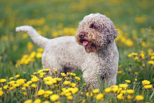 Brown roan Lagotto Romagnolo perro de pie en una hierba verde con flores de diente de León amarillo en primavera photo