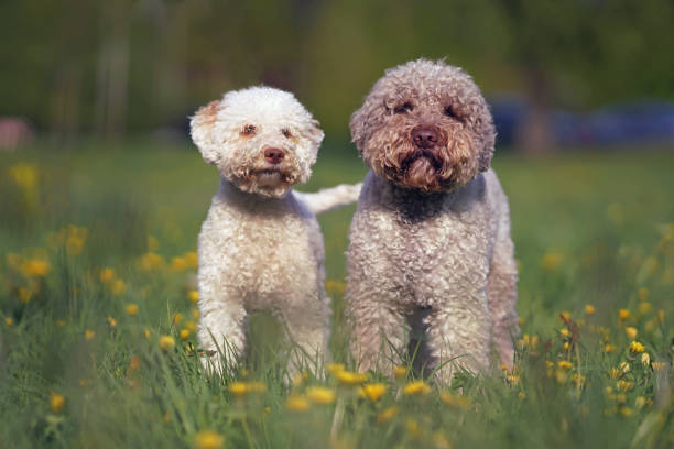 Two Lagotto Romagnolo dogs (orange and white puppy and brown roan adult) posing together standing on a green grass with yellow dandelion flowers in spring Two Lagotto Romagnolo dogs (orange and white puppy and brown roan adult) posing together standing on a green grass with yellow dandelion flowers in spring lagotto romagnolo stock pictures, royalty-free photos & images