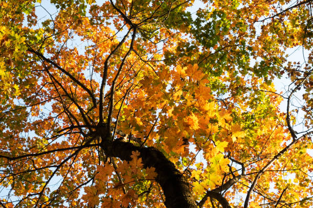 istock Background of Golden autumn maple leaves, tree crown. 1279968034