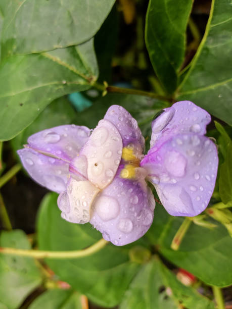 istock flowers from the pea plant 1279968481