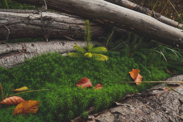 istock Small Christmas tree. Ukrainian Carpathians 1279969350