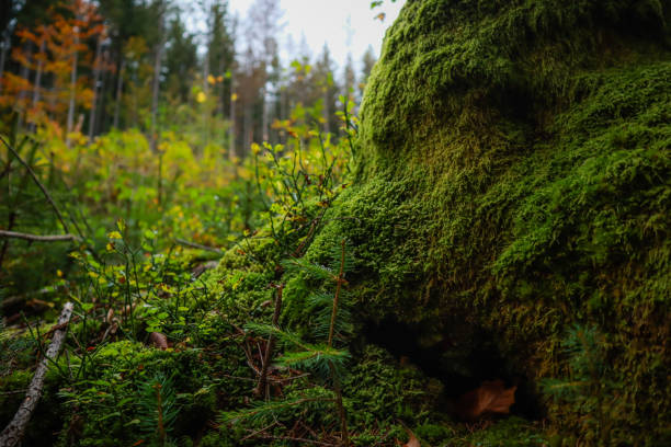 istock Green moss grows on a cut tree. Illusion of a green wall. Ukrainian Carpathians 1279969551