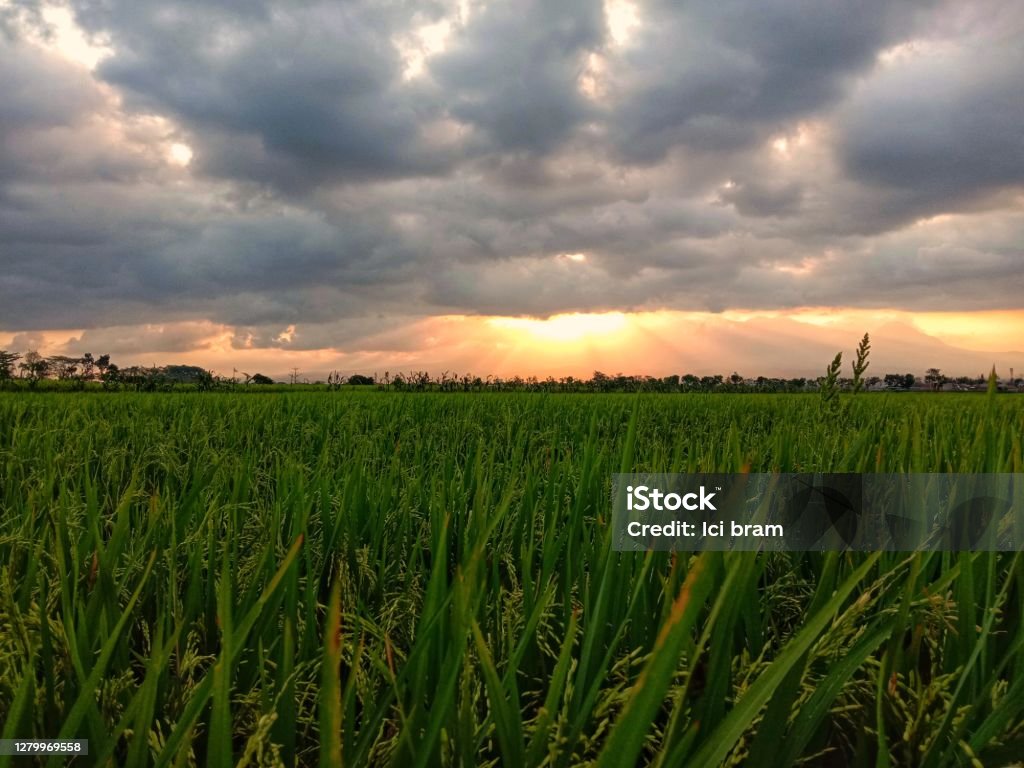 Beautiful sunset at the rice field. Beautiful setting of a sunset in a romantic farm area Agricultural Field Stock Photo