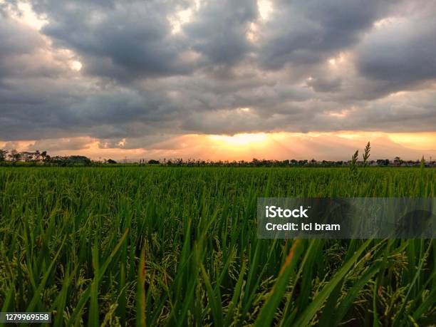 Beautiful Sunset At The Rice Field Stock Photo - Download Image Now - Agricultural Field, Agriculture, Backgrounds