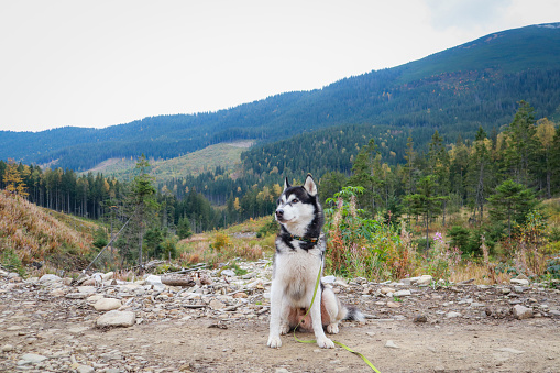 The dog travels in the mountains. Siberian Husky. Ukrainian Carpathian Mountains.
