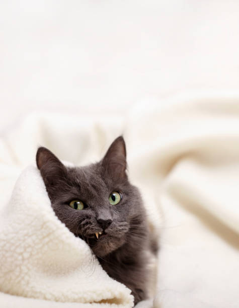 istock Beautiful gray fluffy cat sleeping on the couch. 1279970786