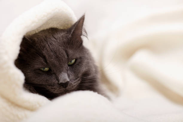 istock Beautiful gray fluffy cat sleeping on the couch. 1279970808