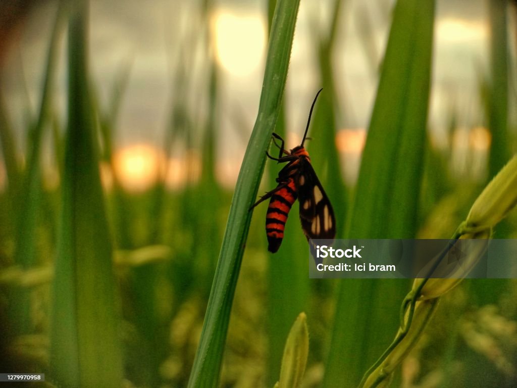 Time to sleep when the insects start to rest Animal Stock Photo