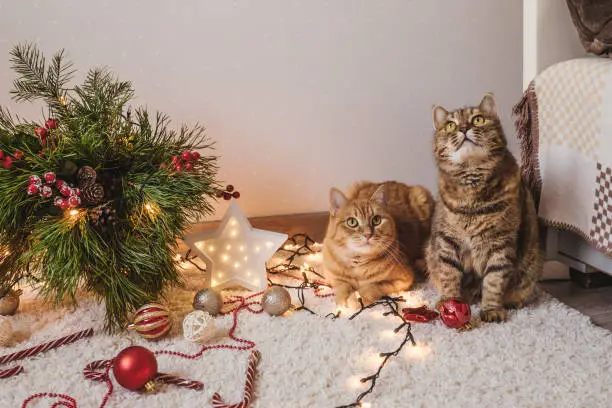 Photo of Two cats near the Christmas tree.