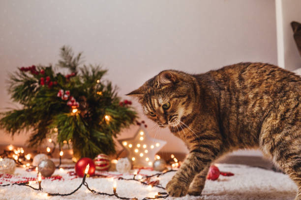 istock Brown cat play near the Christmas tree. 1279971222
