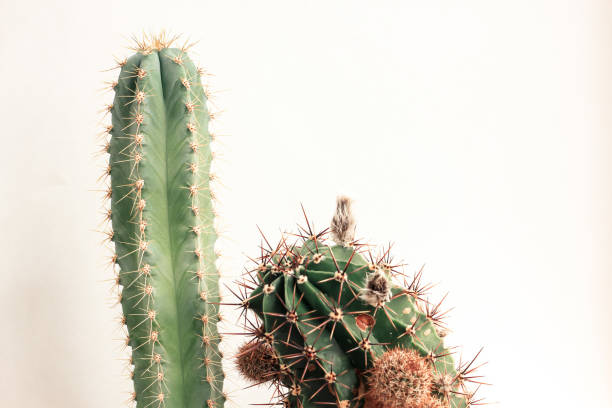 istock Various cactus in pots. Home plants growing. Natural floral background. 1279971281