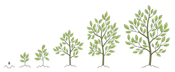 Vector illustration of Tree growth stages. Plant development phases. Animation progression. Vector sketch infographic set. The life cycle.