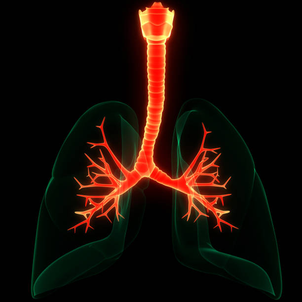 istock Human Respiratory System Lungs Anatomy 1279972597