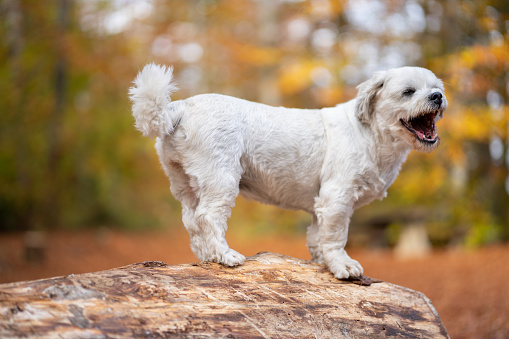 Beautiful Shih Tzu barking while standing on a tree log