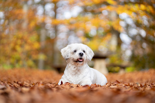 Cute Shih Tzu Dog enjoying  the Fall Season outdoors