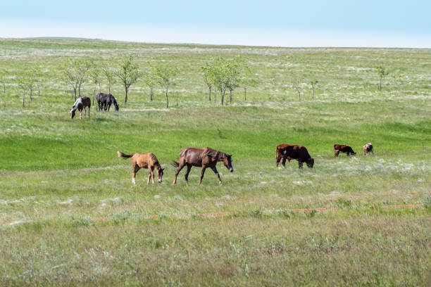 istock A mixed herd of horses and cows in the feather grass steppe 1279974158