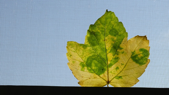 An autumn leaf with yellow-green veins as a Leiba Adidas against a blue background.