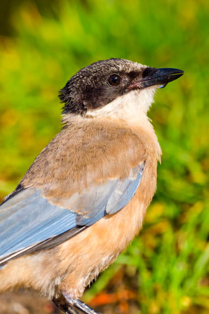 istock Azure-winged Magpie, Forest Pond, Mediterranean Forest, Spain 1279975929