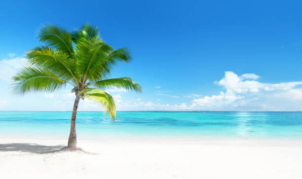 istock Palm at the beach 1279976978
