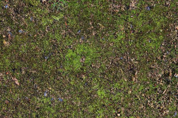 istock Detailed close up view on a forest ground texture with moss and branches 1279978235