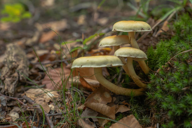 istock group mushroom in the autumn forest 1279978360