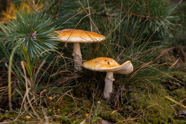 istock pair of mushrooms 1279978698