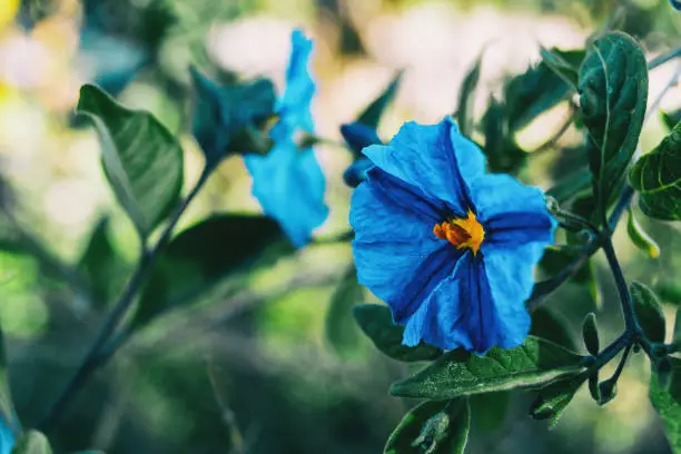 Close-up of a blue flower of solanum laciniatum in the wild