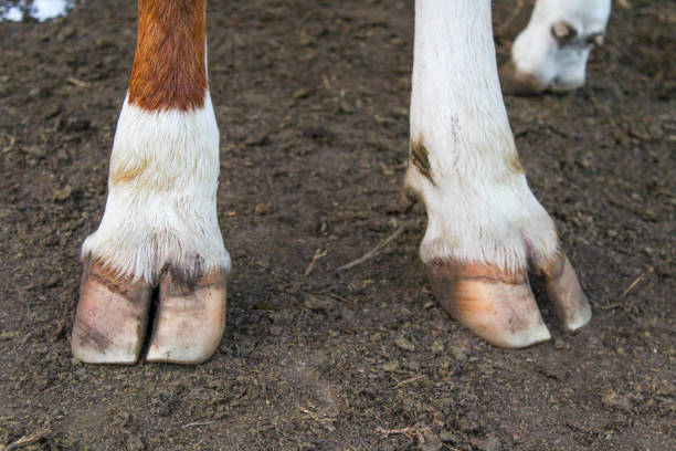 Las Patas De Vaca Se Cierran De Cerca Gran Vaquilla Adulta De Pie En El Campo De La Granja Color De Pelo Blanco Y Rojo Foto de stock y más banco de Las Patas De Vaca Se Cierran De Cerca Gran Vaquilla Adulta De Pie En El Campo De La Granja Color De Pelo Blanco Y Rojo Foto de stock y más banco de