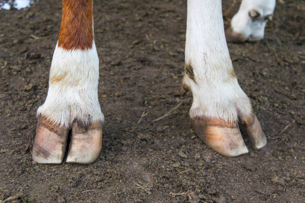 las patas de vaca se cierran de cerca. gran vaquilla adulta de pie en el campo de la granja. color de pelo blanco y rojo - pezuña fotografías e imágenes de stock