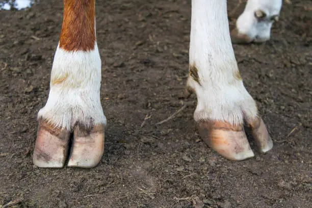 Photo of Cow legs hooves close-up. Big adult heifer standing on the farm ground. White and red hair color