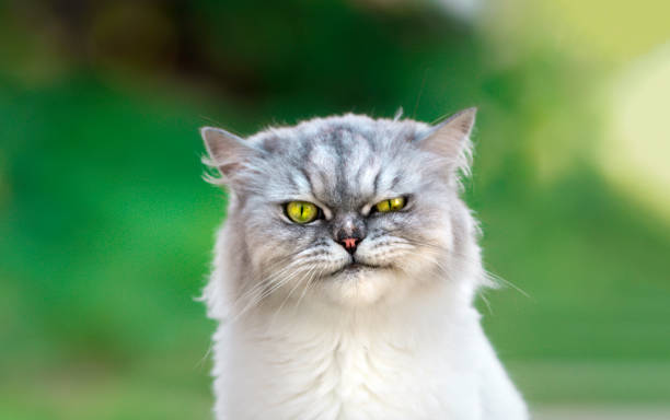 porträt der verspielten präparierten persischen chinchilla mürrische katze mit schönen grünen augen, die direkt in die kamera schauen. nahaufnahme. - animal fur domestic cat persian cat stock-fotos und bilder