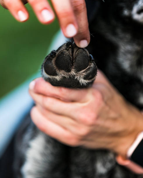 Dog massage therapy. Dog is treated with canine massage therapy by a specialist, for an injury to his shoulder. animal therapy stock pictures, royalty-free photos & images