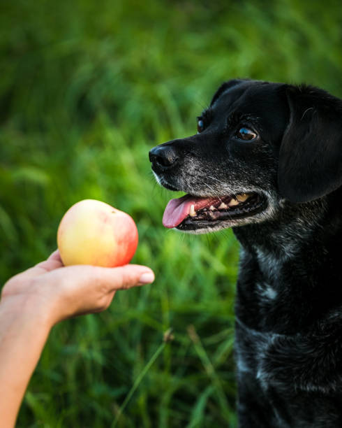 jeune chien mettant en vedette à la pomme et aux carottes. - staring photos et images de collection