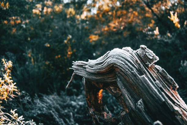 Pieces of tree wood bark covered by a thin layer of snow in sunlight