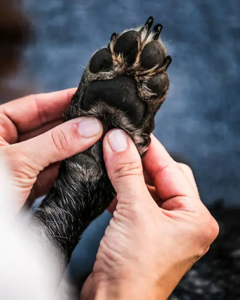 Photo of Close up of a dog's paw.