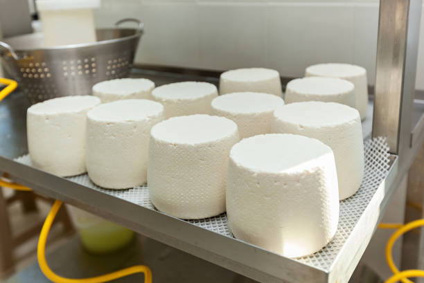 istock cheese heads in a cheese dairy 1279981339