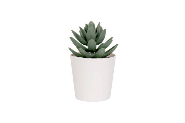 istock Beautiful artificial green grass in pots ceramic isolated on white background, plastic tree and foliage, plant mini tree, leaf fake with imitation for decorate home, closeup object. 1279983056