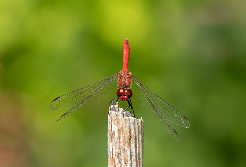 Male ruddy darter perching on old reed grass.