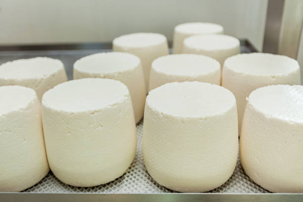 istock cheese heads in a cheese dairy 1279983119