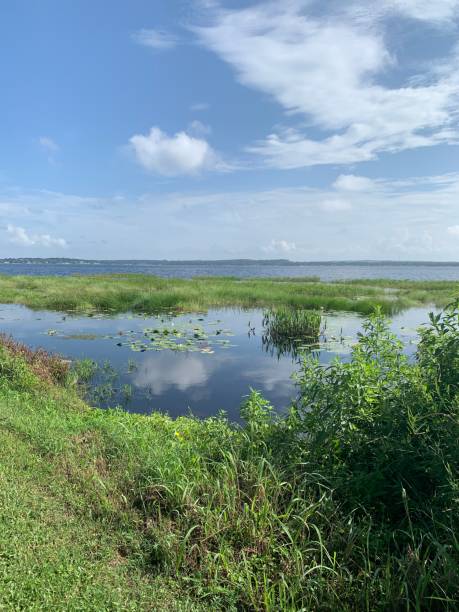 istock Swampy Lake View 1279983395