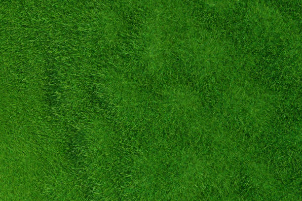 istock Green grass background. Natural background. Top view. 3d rendering. 1279984185