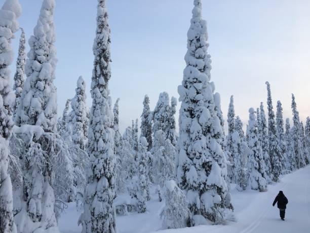 istock LAPONIE - Snowy trees 1279984351