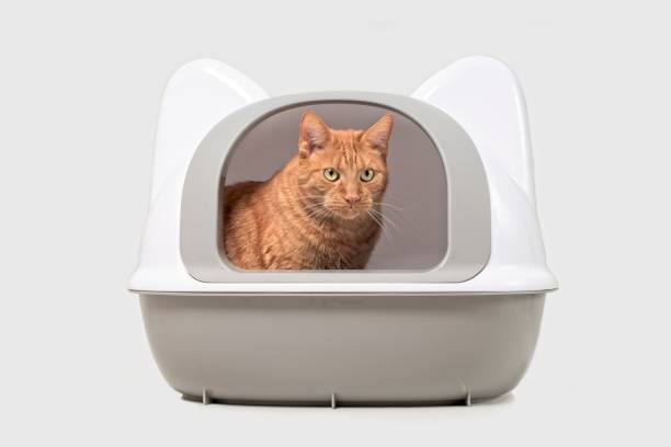 istock Cute red cat sitting in a closed litter box and looking away. Isolated on grey with copy space. 1279984814