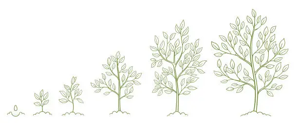 Vector illustration of Tree growth stages. Plant development phases. Animation progression. Infographic set. Life cycle. Hand drawn contour vector line sketch.