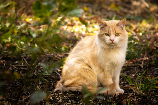 istock Very fluffy stray cat in an autumn setting, the problem of stray animals 1279985572