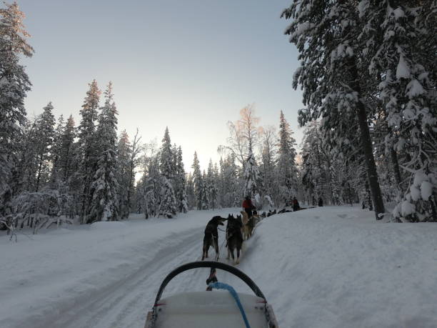 istock LAPLAND - Sled dogs 1279985615