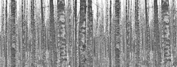 istock grey trunk of winter tree forest nature banner background 1279986682